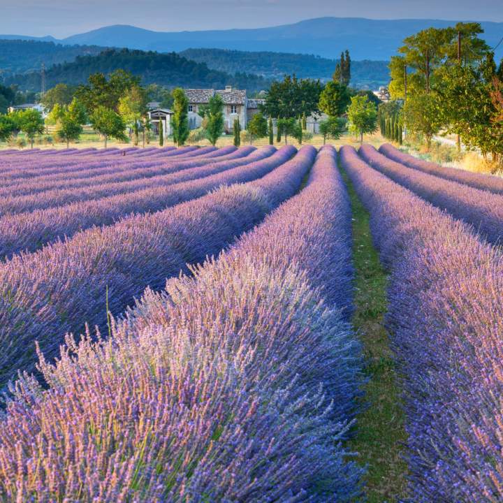 Provence